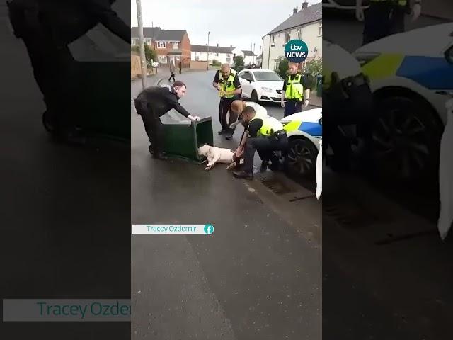 Police share bodycam footage after clip of them putting a dog in a bin was shared #coventry #dog #uk