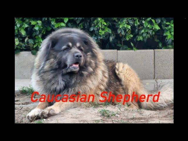 If you  thinking about getting a Caucasian shepherd Watch this first. Caucasian shepherd explained