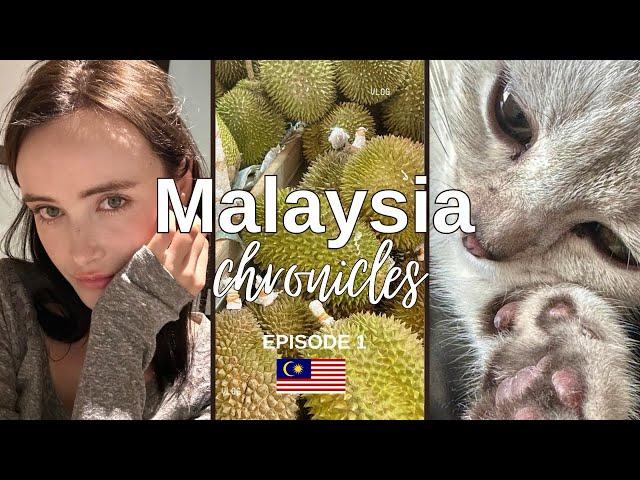 Day in the life of a British Expat in Malaysia with my new Kitten!