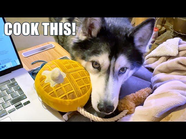 Can’t Believe He Did that! Husky Out Of Control Demanding Waffles!