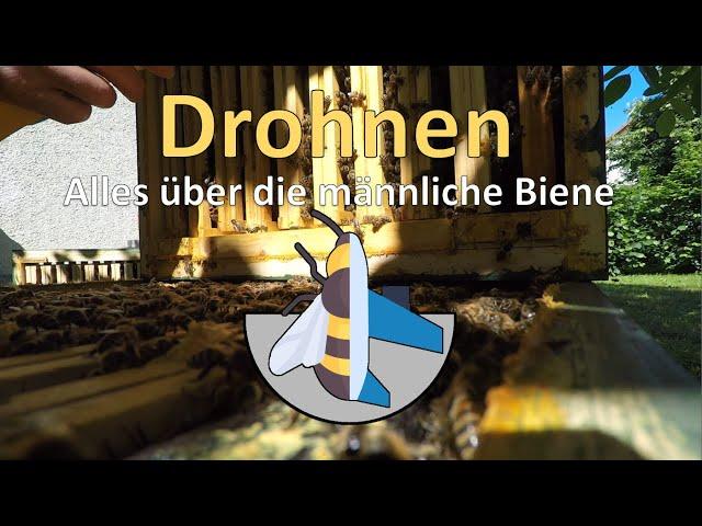 » Drohnen - die männliche Biene | Drohnenrahmen schneiden | Drohnenschlacht | BeePilot