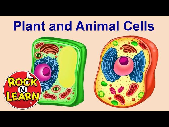 Plant and Animal Cells for Kids