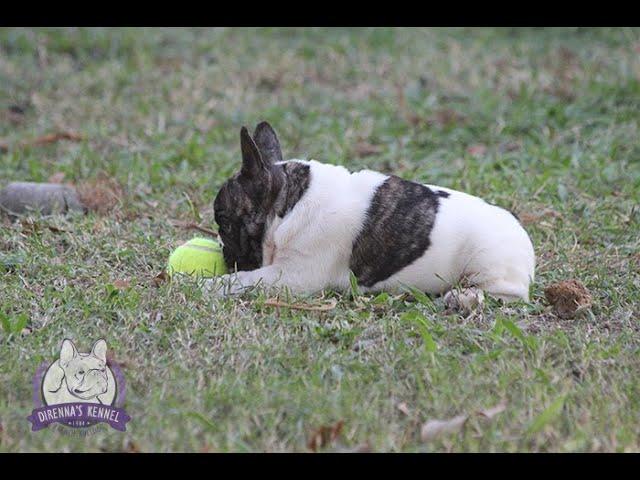 Direnna’s Angus - macho - Canil Direnna - Bulldog Frances