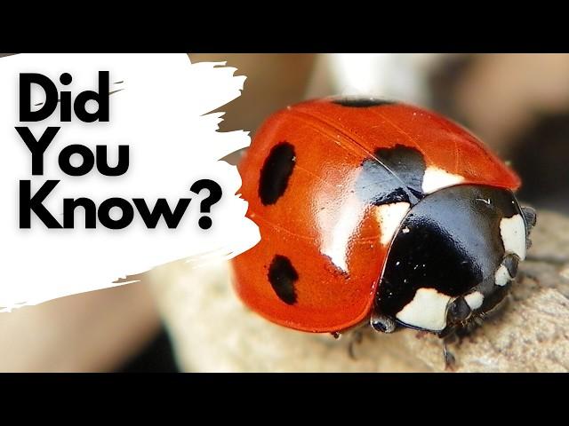 Things you need to know about LADYBIRDS!