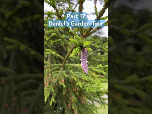 Part 17: Daniel’s Garden Tour #evergreen