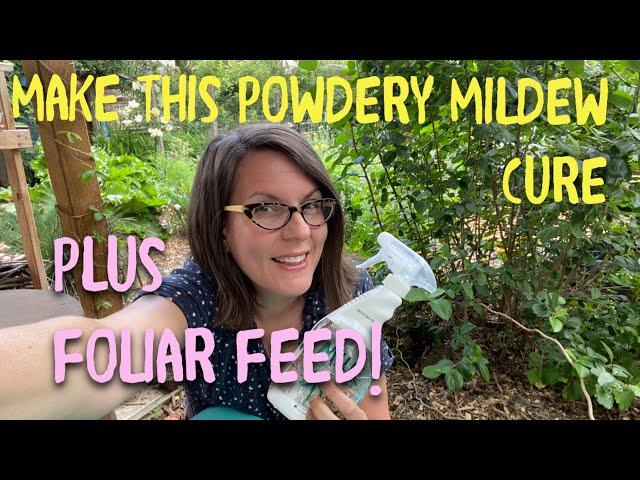 Make This Homemade Cure for Powdery Mildew that ALSO Feeds Plants