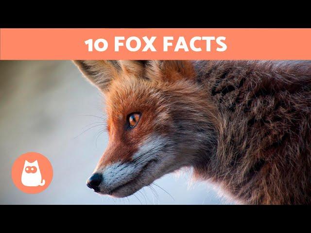 10 FACTS About FOXES That May Surprise You  Fun Fox Facts