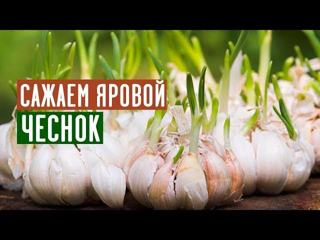 Легче не бывает! Самый простой способ посадки чеснока / Садовый гид