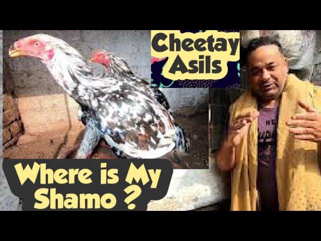 Cheetay and innocent Shammo Where is my shamo ? faisal butt