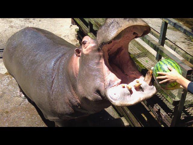 Hippo Devour Watermelon at Nagasaki Bio Park ASMR