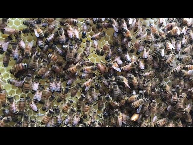 Splitting a young hive - fast growing bees