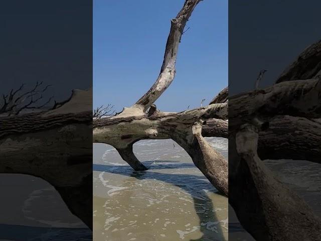 Wow!!! Dead trees on the beach ️