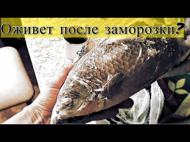 Оживет ли карась после заморозки??? Смотрим!