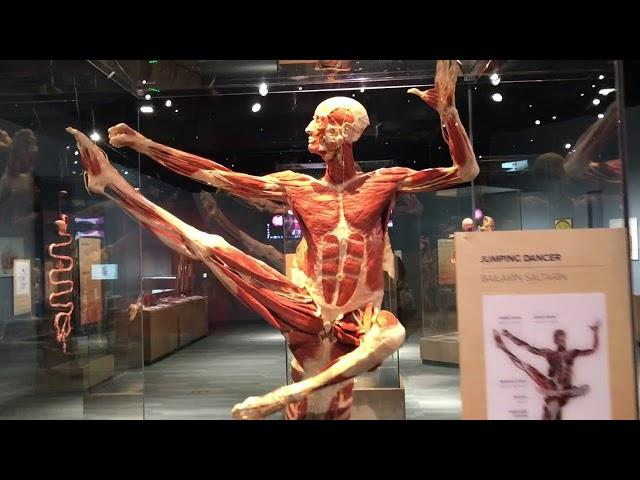 Amazing Body Works Exhibit at Tech Museum in San Jose