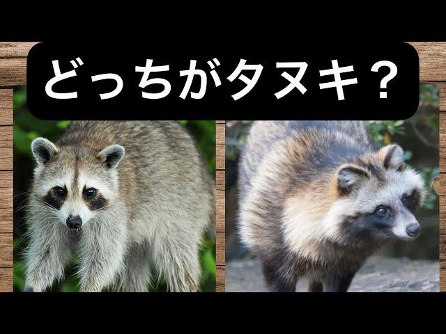 動物二択クイズ