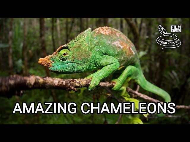 Amazing chameleons on the hunt, chameleon species from wilderness of Africa, Madagascar, India!