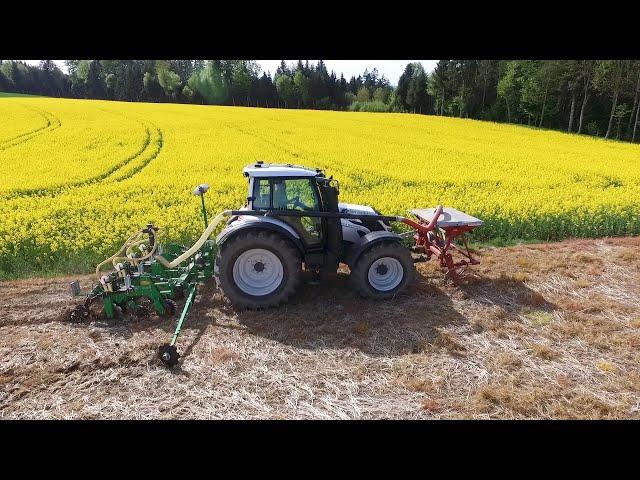 Strip-Till Maissaat ( Schweiz )