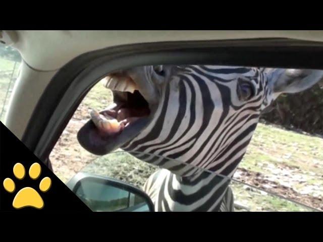 Safari Animals: Compilation