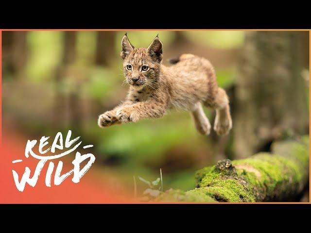 Exploring The Elegant Lynx In 4K | Lynx Documentary | Real Wild