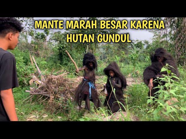 VIRAL‼️SUKU MANTE MARAH BESAR KARNA PENEBANG LIAR HUTAN SAMPAI GUNDUL