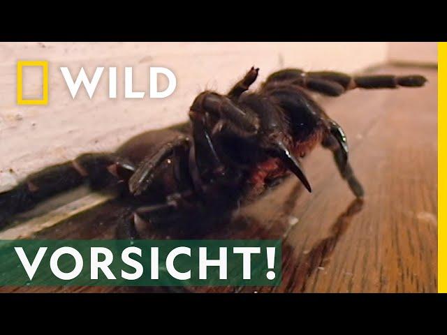 Das ist die giftigste Spinne der Welt! | Mai mit Biss