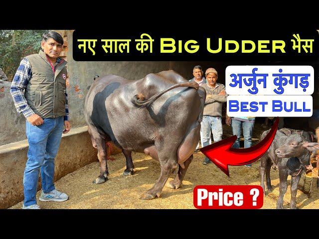 नए साल का धमाका Big Udder Buffalo  अर्जुन कुंगड़ सबसे पसंदीदा  Ravinder Mb.90502-82750