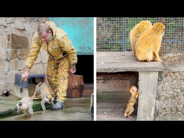 Мартышки бросились врассыпную - не поймаешь! А макаки магот убежали от детеныша! Малыш хочет к маме!