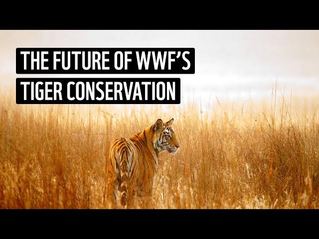 WWF's Tiger Conservation (2023-2034)