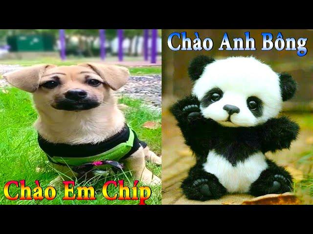 Dương KC | Bông Bé Bỏng Ham Ăn #16 | chó thông minh đáng yêu | funny cute smart dog pets Thú Cưng TV