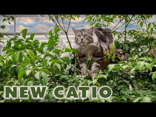 First day in new catio | The life of our Maine Coon cats.