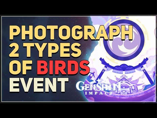Photograph 2 types of birds Genshin Impact