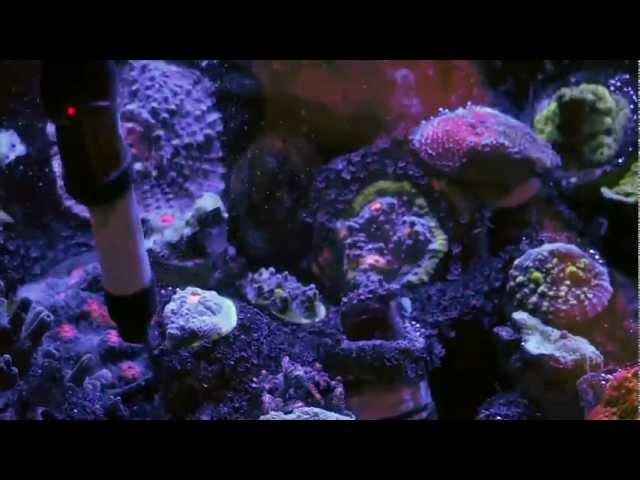 Mike Paletta's 300 Gallon Reef(2) - ReefKeeping Video by AmericanReef - Start a Saltwater Aquarium