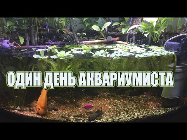 Один день из жизни аквариумиста.