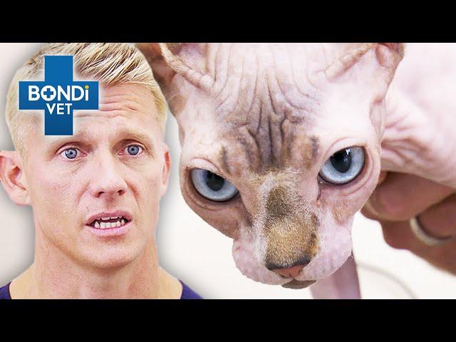 Frisky Sphynx Cat In Love With Human Dad  | Vet on the Hill Clips | Bondi Vet