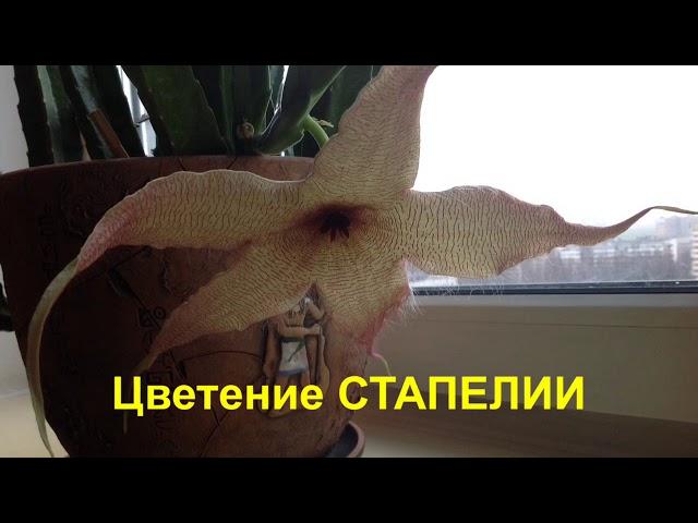 СТАПЕЛИЯ. ЦВЕТЕНИЕ. Цветы на подоконнике. Ноябрь 2017. SLIPWAY. BLOOM. Flowers on the windowsill.