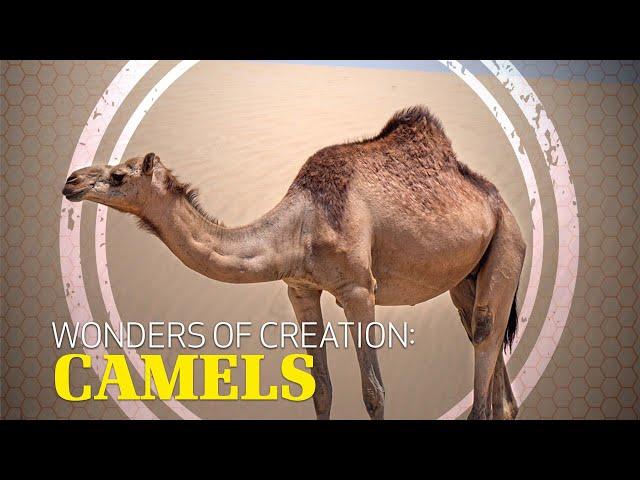 Wonders of Creation: Camels