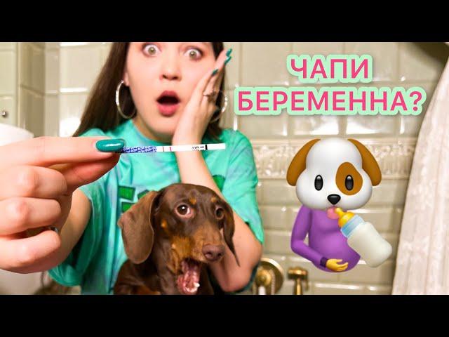 КАЖЕТСЯ ЭТО УЖЕ НЕ ШУТКА! У НАС БУДУТ ЩЕНЯТА?