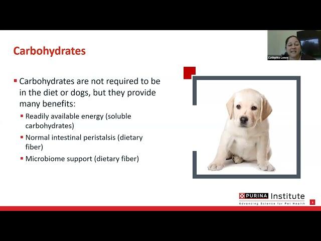 Puppy Nutrition Webinar: Key Nutrients That Support Development