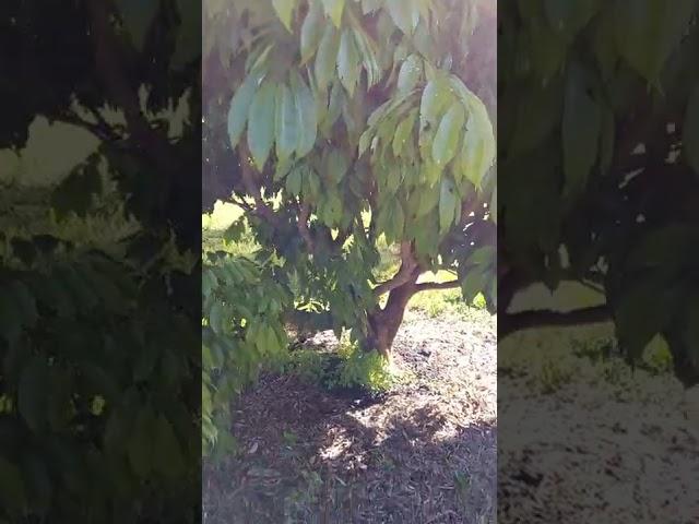 Lychee Mite Spraying