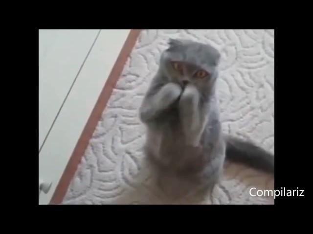 ЧТО ЭТО!!!Приколы с кошками Танцующие коты Самый Ржач 2016 HD, 720p