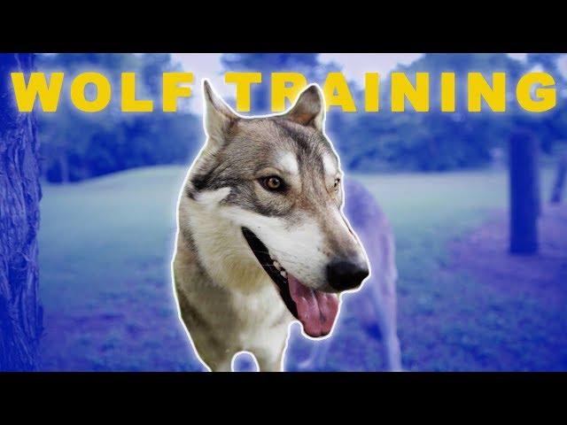 TRAINING A WOLF DOG OFF LEASH | Drew Peterson Vlogs