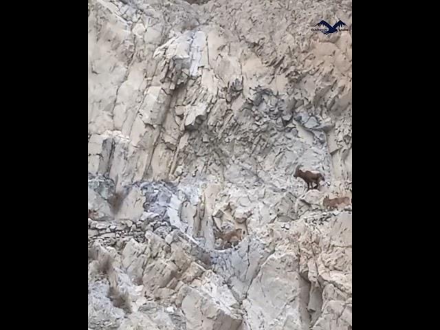 Himalayan Ibex mating season // Wild spicy of Karakoram // Passu Hunza // Karakoram Eagles //