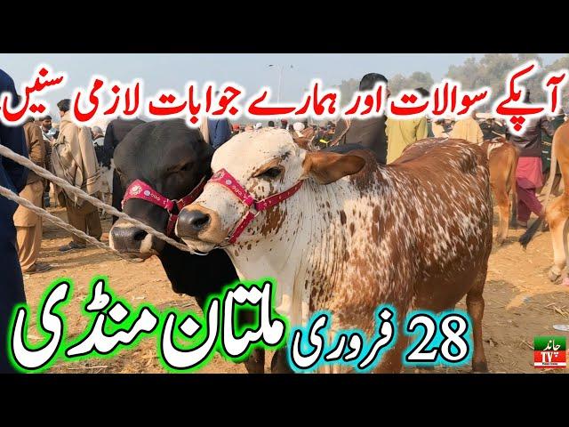 Multan Cow Mandi Fresh Latest Update Video | Cholistani Ablk Nukre Sahiwal Bachre | Cow Mandi 2024