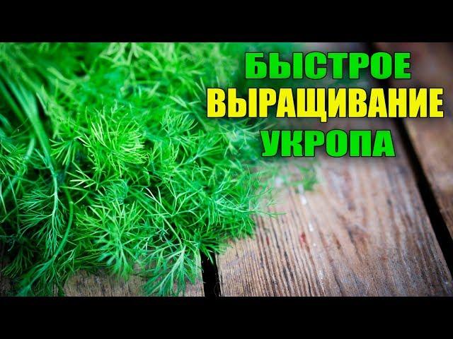 НИКТО НЕ ВЕРИТ! ВЫРАЩИВАНИЕ УКРОПА ЧЕРЕЗ РАССАДУ!