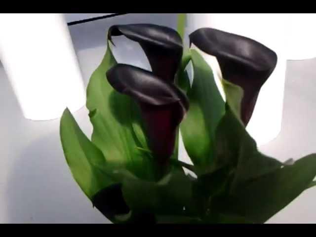 Calla Lily Odessa - Black Calla Lilies