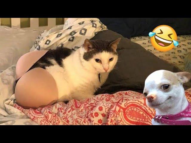 Try Not To Laugh Cats And Dogs Videos  - Best Funniest Animals Video 2024 #6