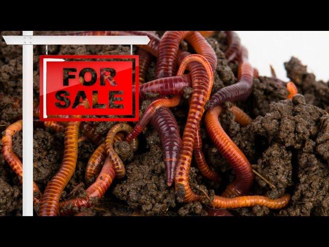 Where To BUY Red Wiggler Worms