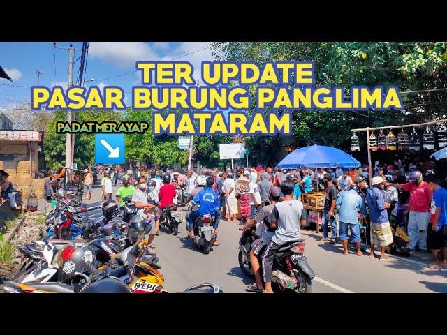 UPDATE HARGA DAN JENIS BURUNG DI PASAR BURUNG PANGLIMA MATARAM