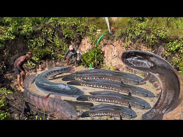 Pumping ponds to catch not only eels weighing more than one kilogram but also to catch big fish frog