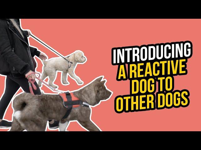 HOW TO INTRODUCE A REACTIVE DOG TO OTHER DOGS
